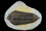Rare, Calymenid (Pradoella) Trilobite - Jbel Kissane, Morocco #131341-4
